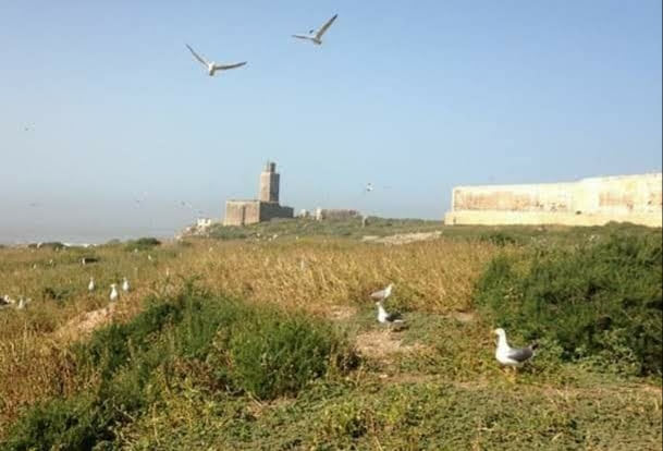 Oiseaux migrateurs Ile de Mogador